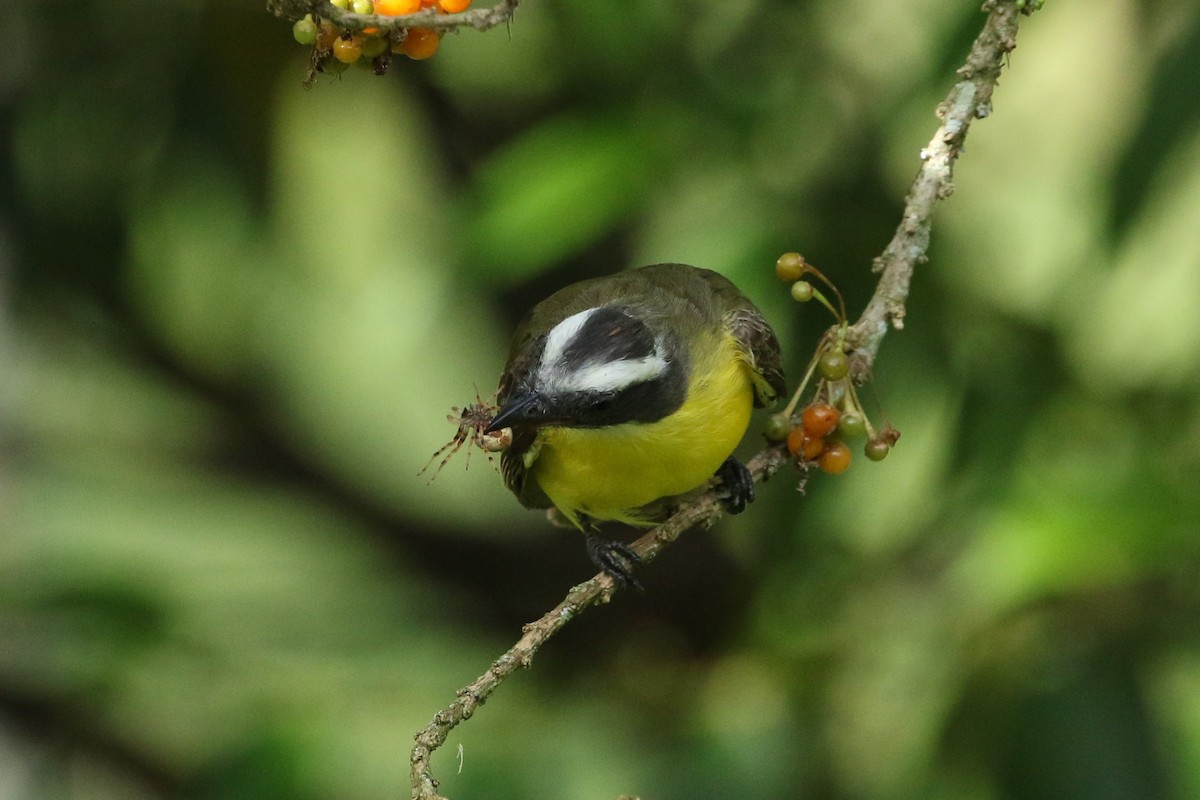 Sosyal Tiran - ML645562951