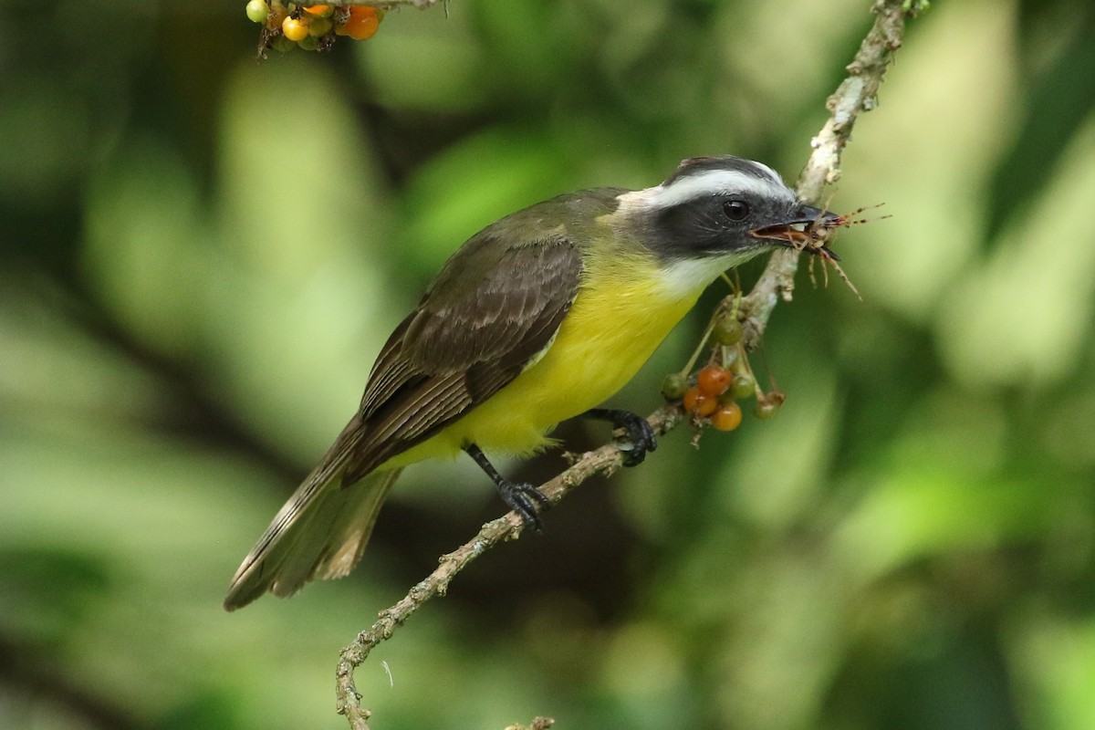 Sosyal Tiran - ML645562955