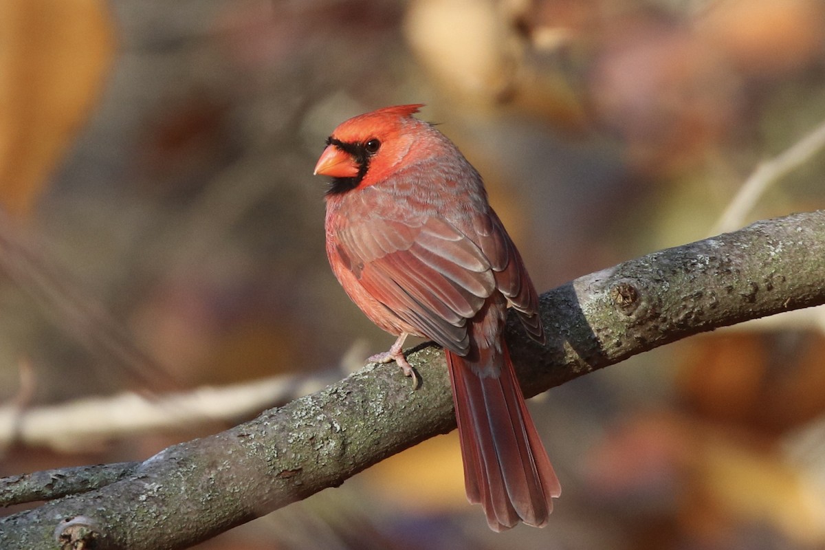 Northern Cardinal - ML645562956
