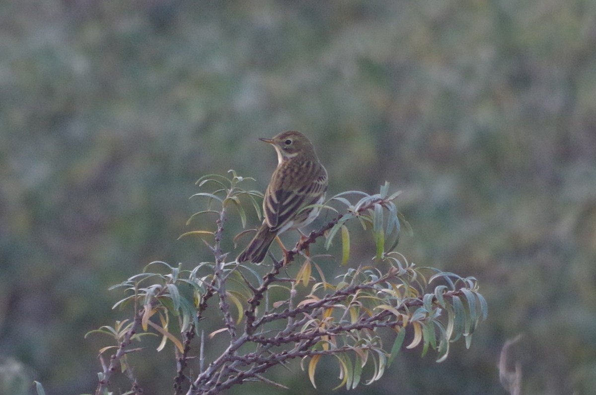 草地鷚 - ML645562958