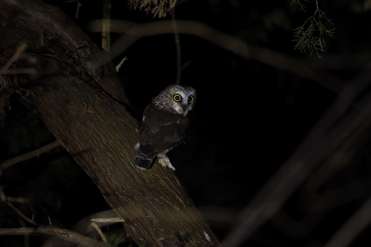 Northern Saw-whet Owl - ML645562959