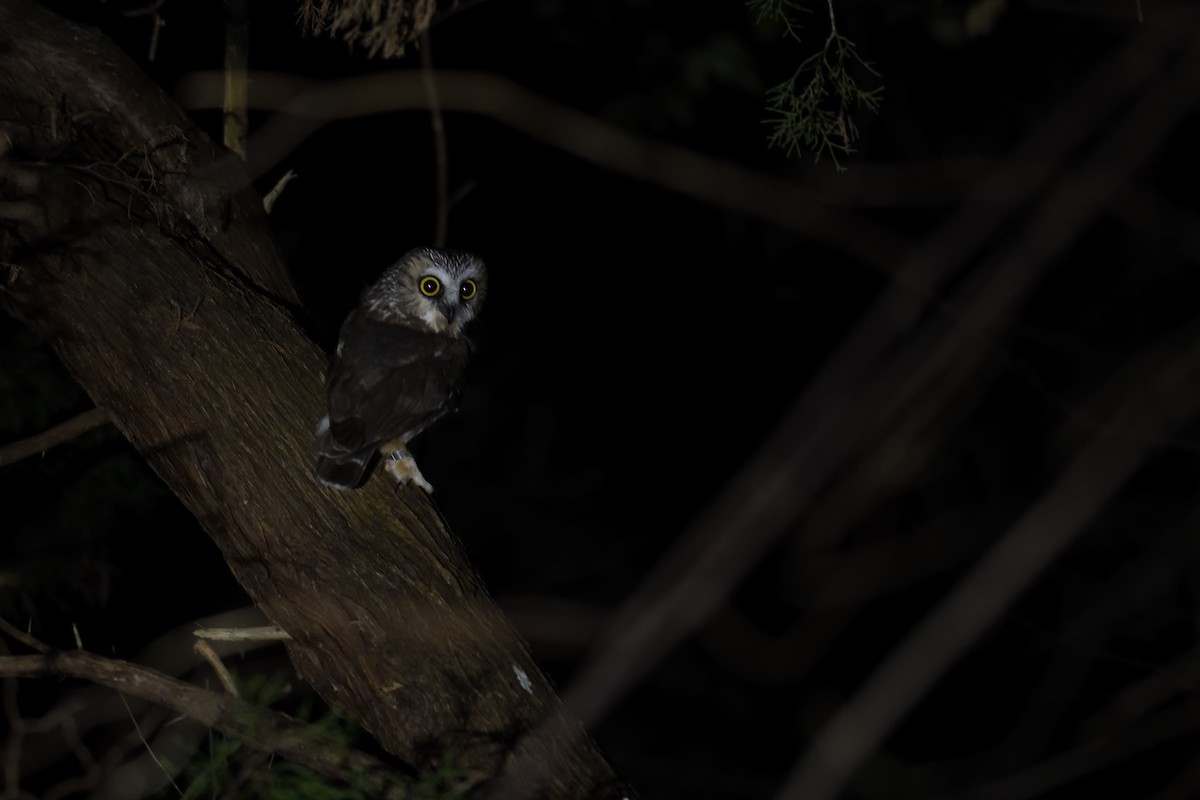 Northern Saw-whet Owl - ML645562960