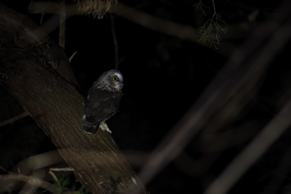 Northern Saw-whet Owl - ML645562961