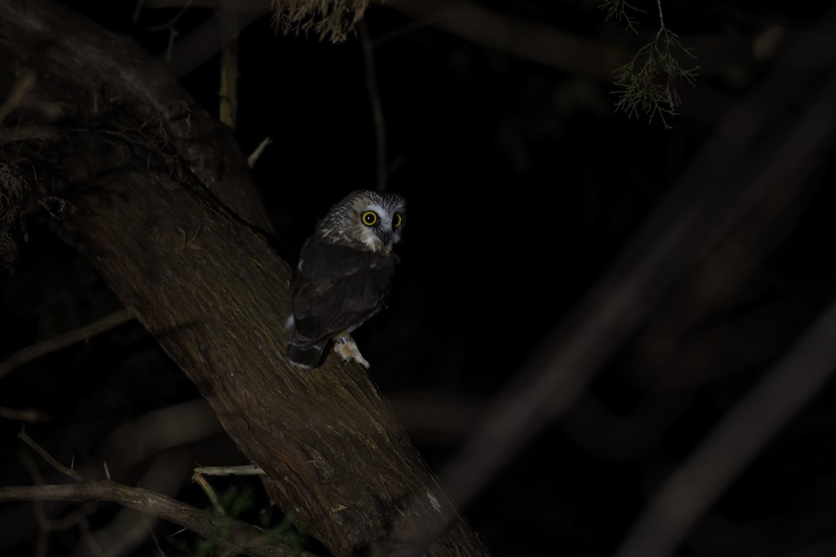 Northern Saw-whet Owl - ML645562962
