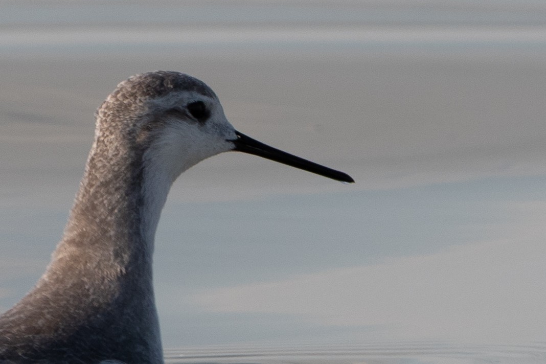 lyskonoh dlouhozobý - ML645562963