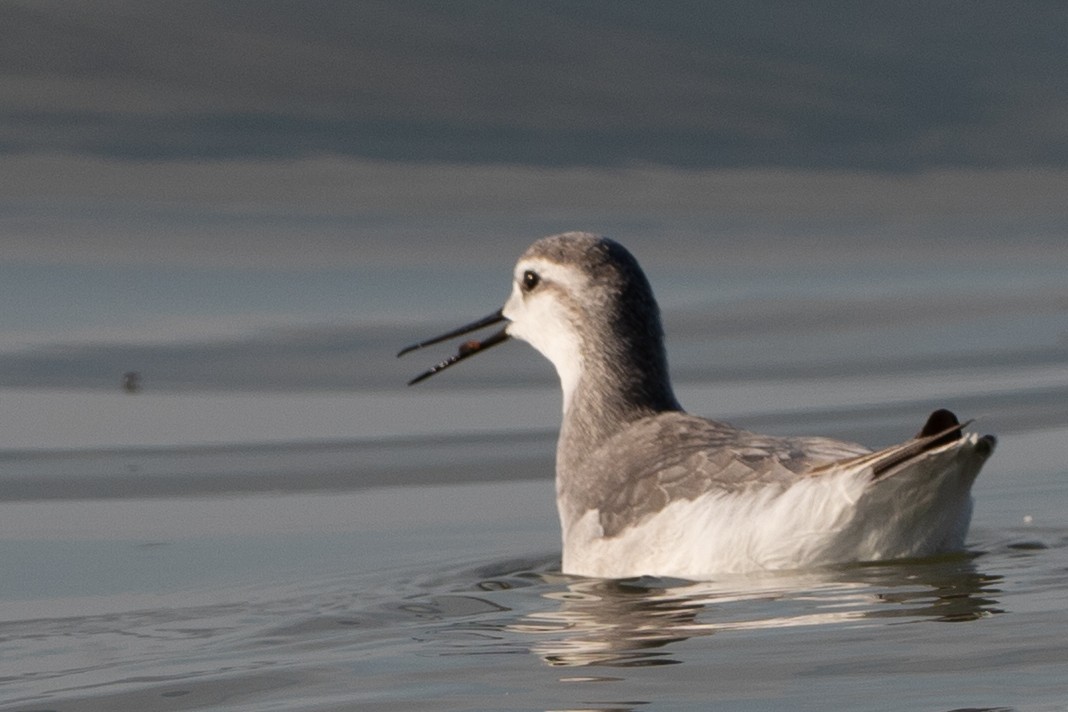 lyskonoh dlouhozobý - ML645562964