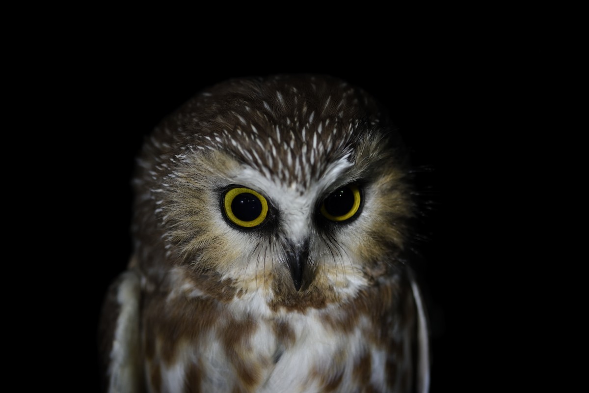 Northern Saw-whet Owl - ML645562965