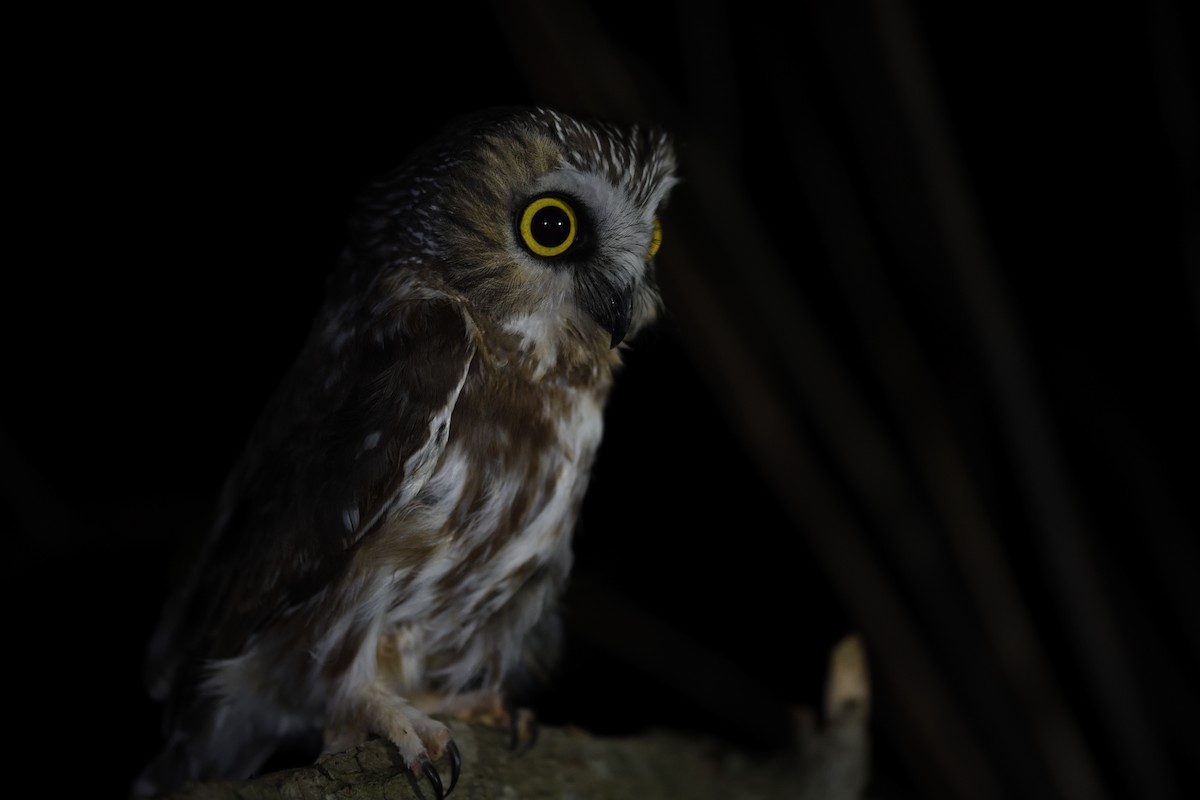 Northern Saw-whet Owl - ML645562967