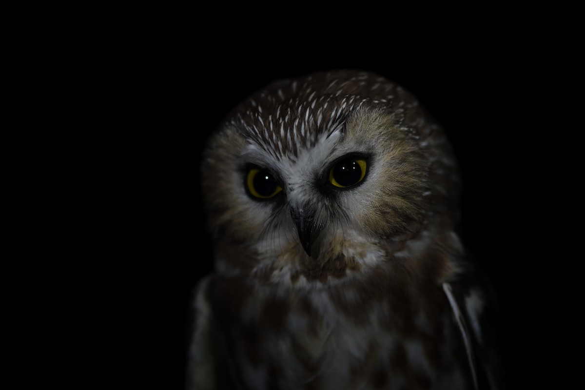 Northern Saw-whet Owl - ML645562968