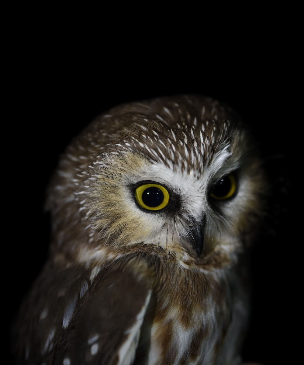 Northern Saw-whet Owl - ML645562969