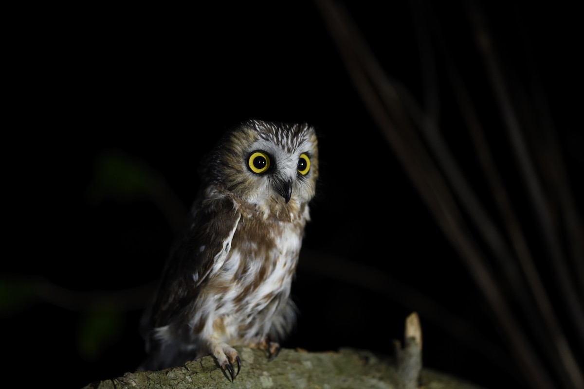 Northern Saw-whet Owl - ML645562970
