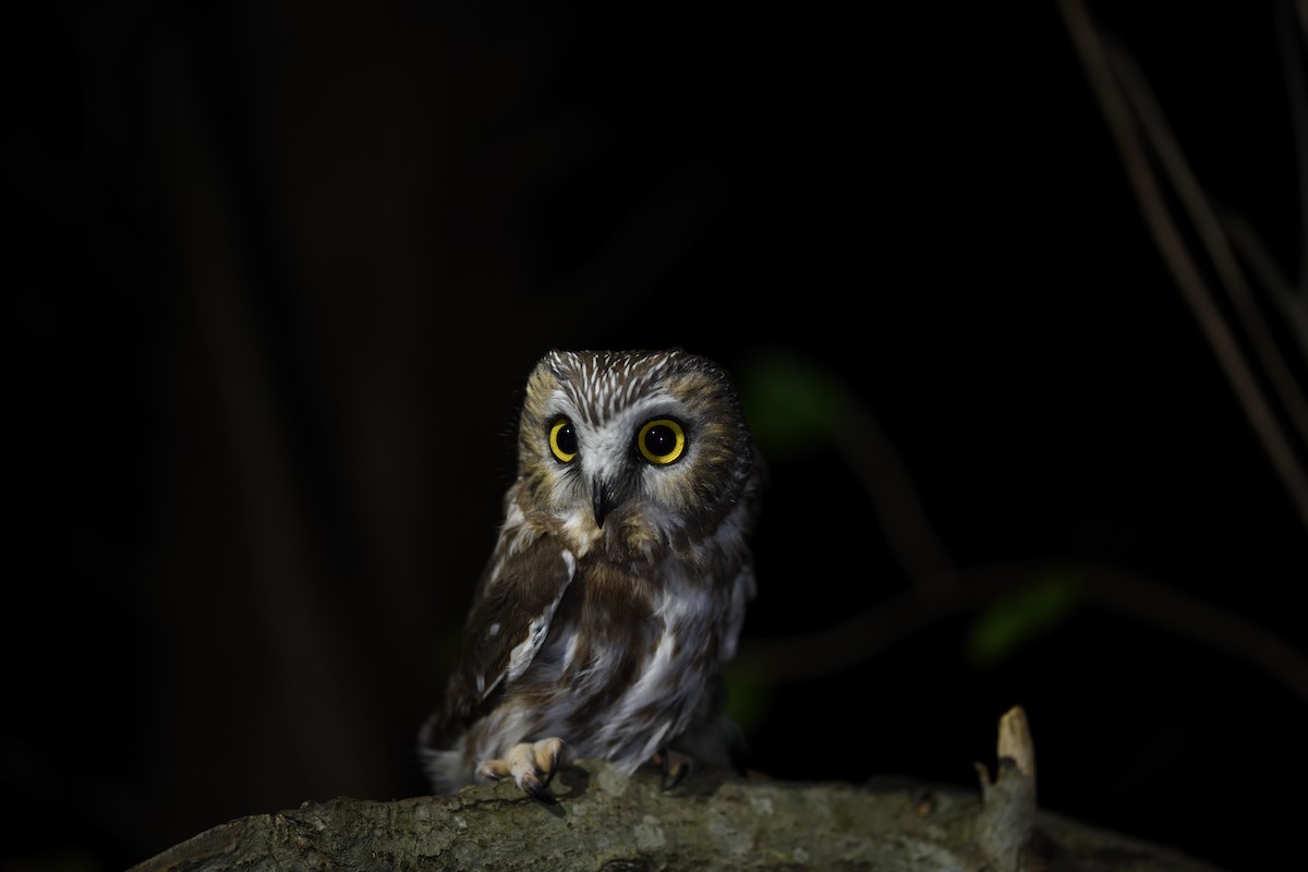 Northern Saw-whet Owl - ML645562971