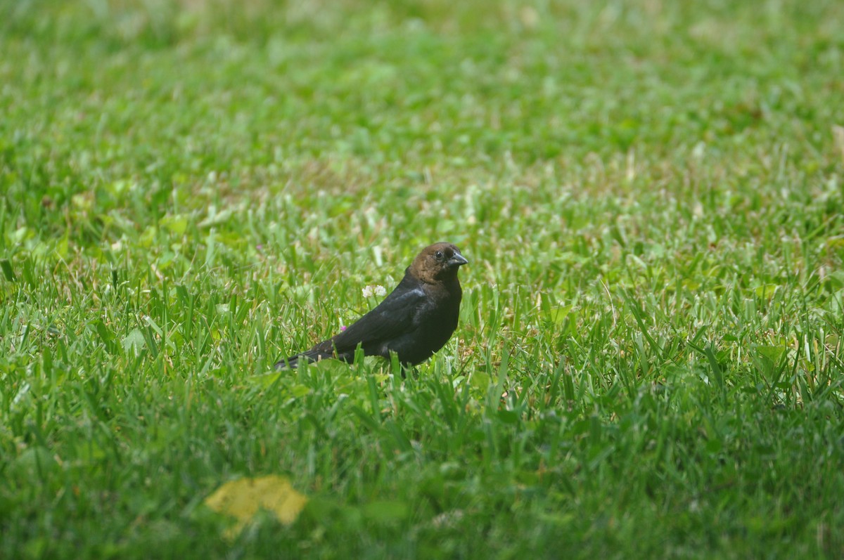 Brown-headed Cowbird - ML645562972