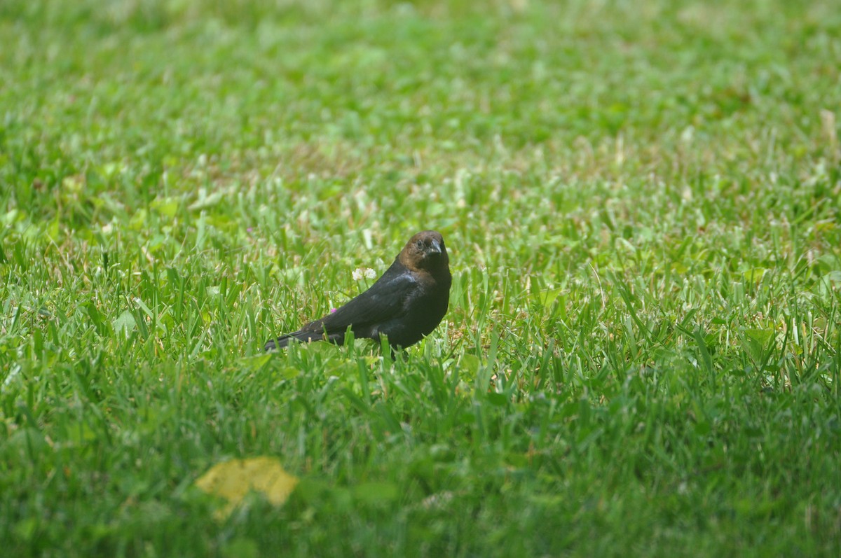 Brown-headed Cowbird - ML645562973