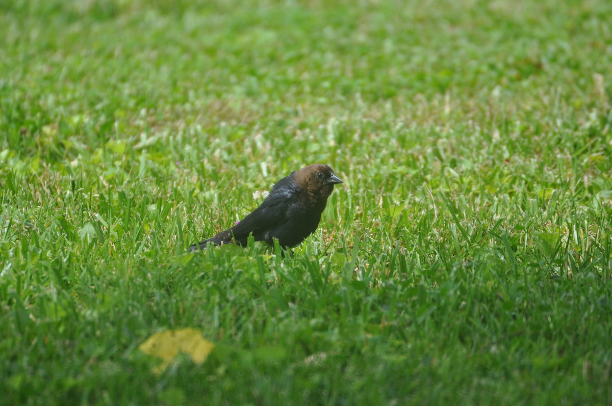 Brown-headed Cowbird - ML645562974