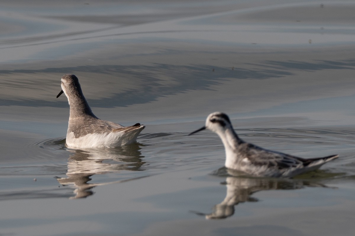 lyskonoh dlouhozobý - ML645562975