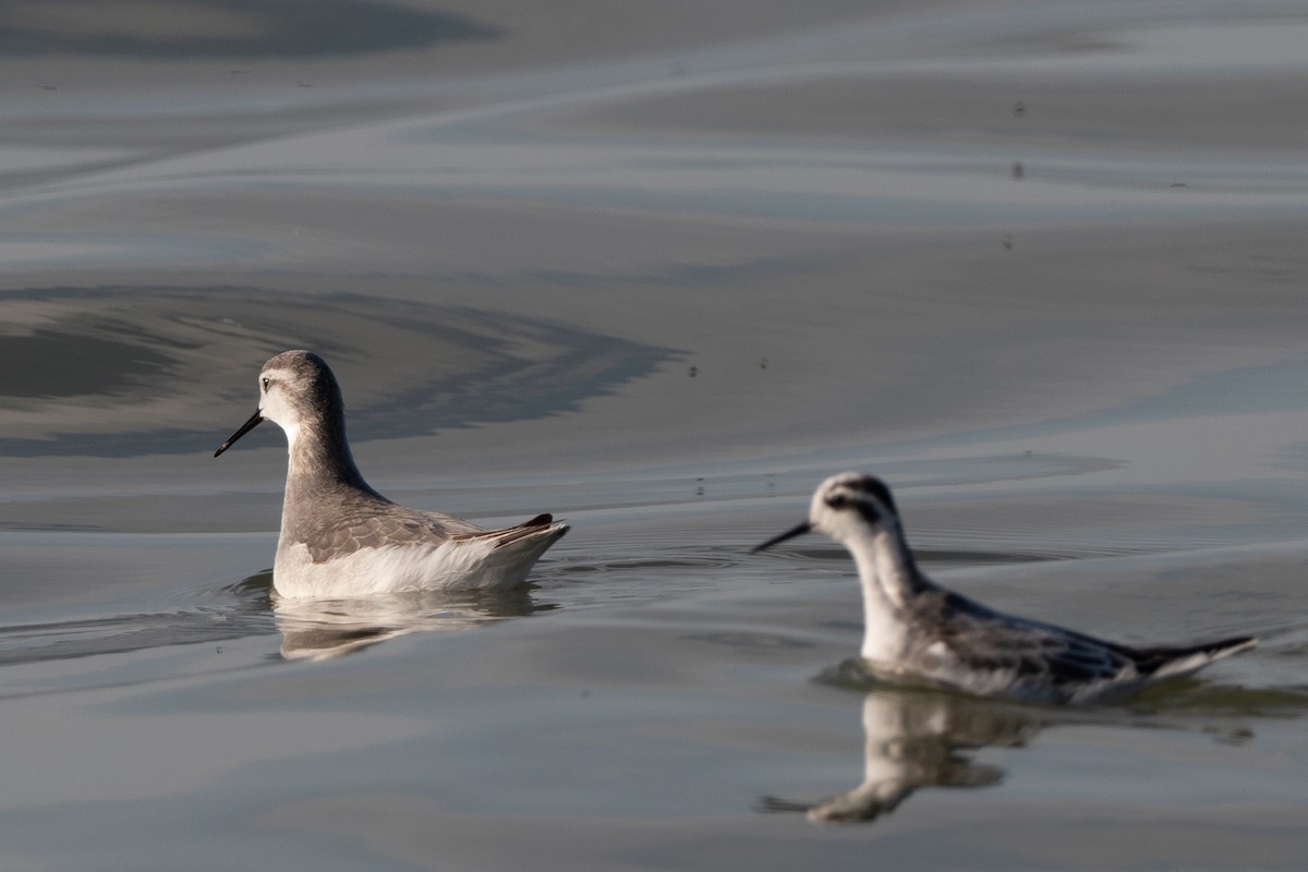 Falaropo beccosottile - ML645562979