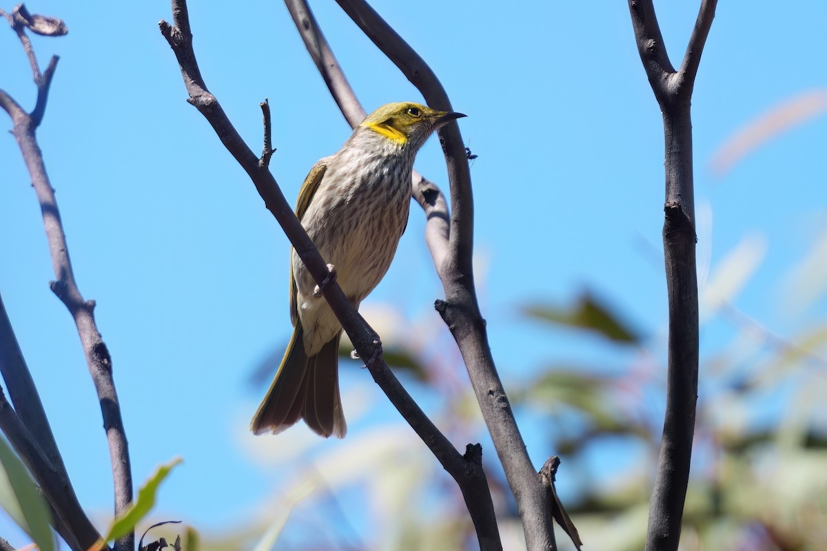 Кольчатый медосос - ML645562994