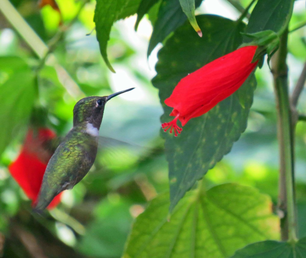 Колібрі рубіновогорлий - ML645562999