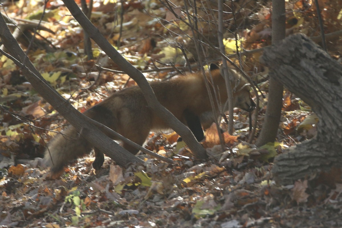 Red Fox - ML645563006