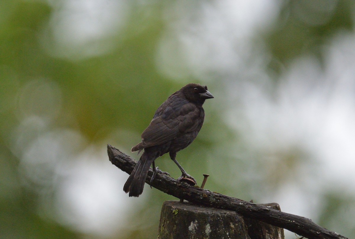 Melodious Blackbird - ML645563027