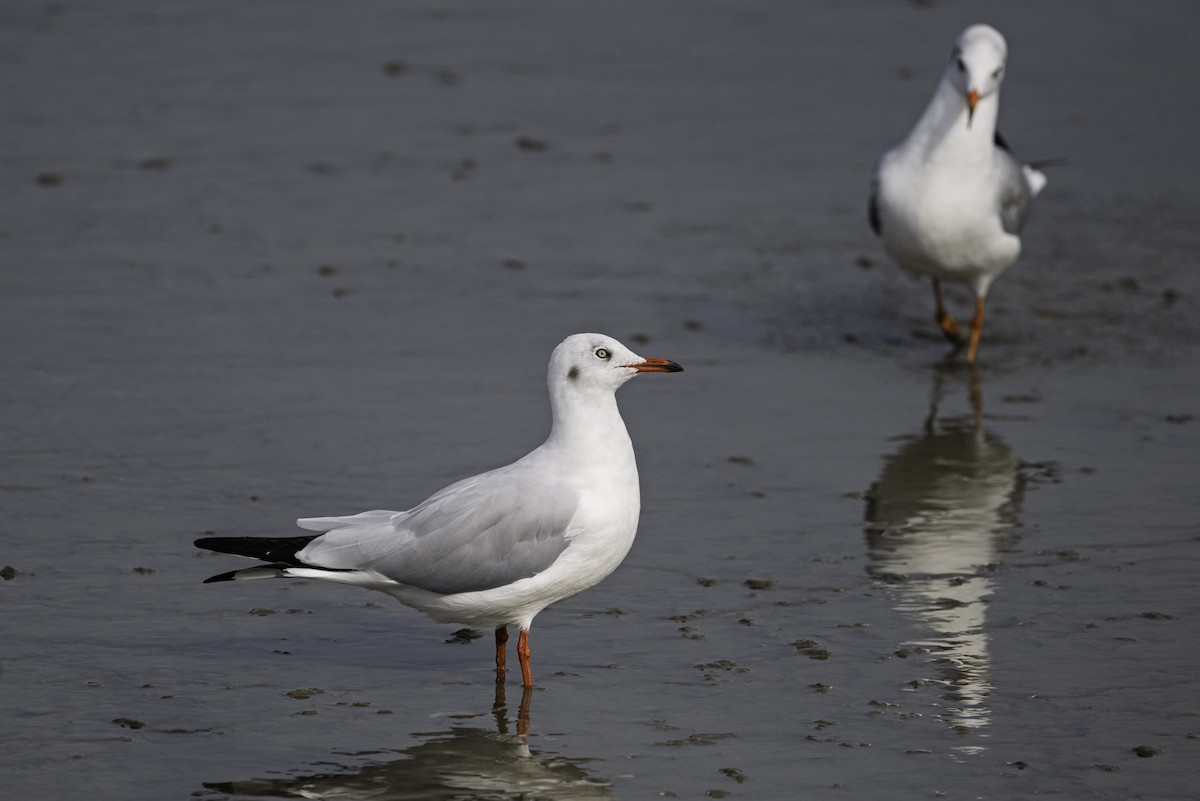 Gaviota Centroasiática - ML645563034