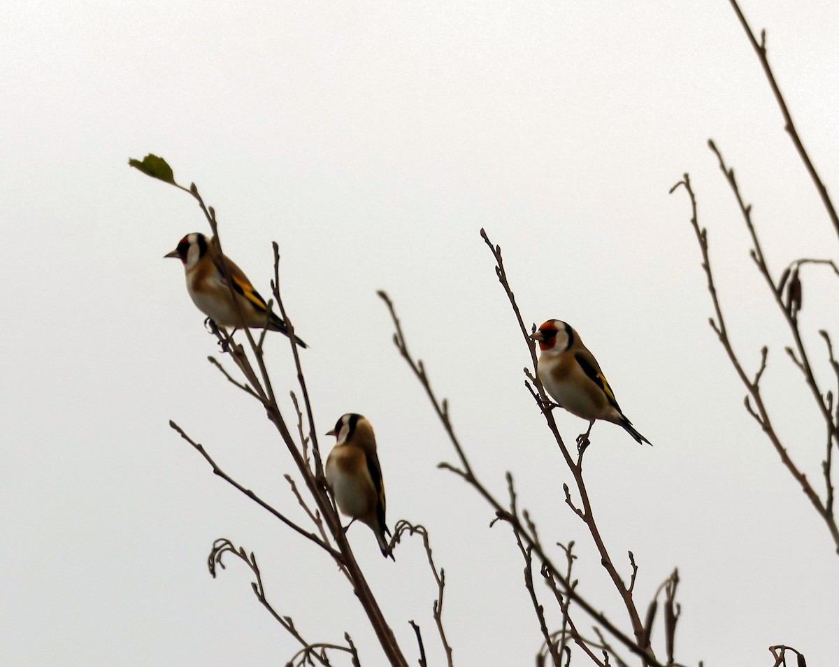 European Goldfinch - ML645563037