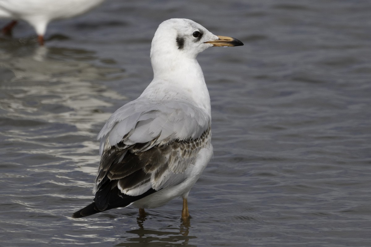Gaviota Centroasiática - ML645563038