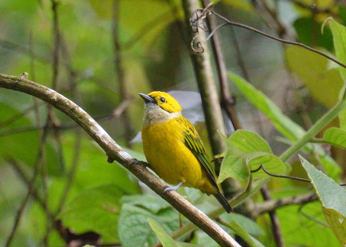 Silver-throated Tanager - ML645563043