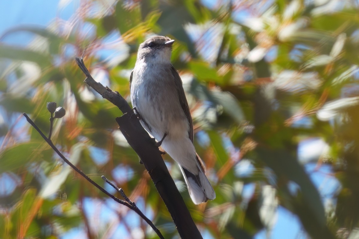 Miro enchanteur - ML645563045