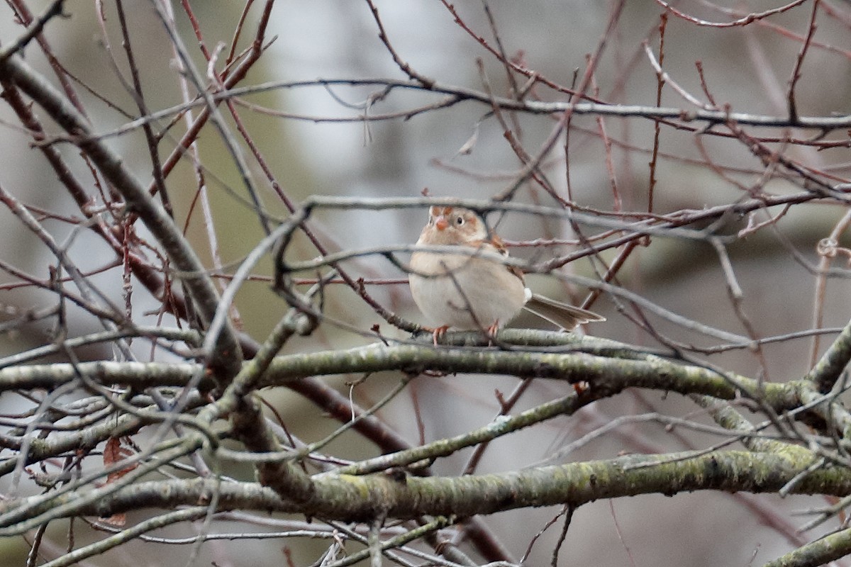Field Sparrow - ML645563051