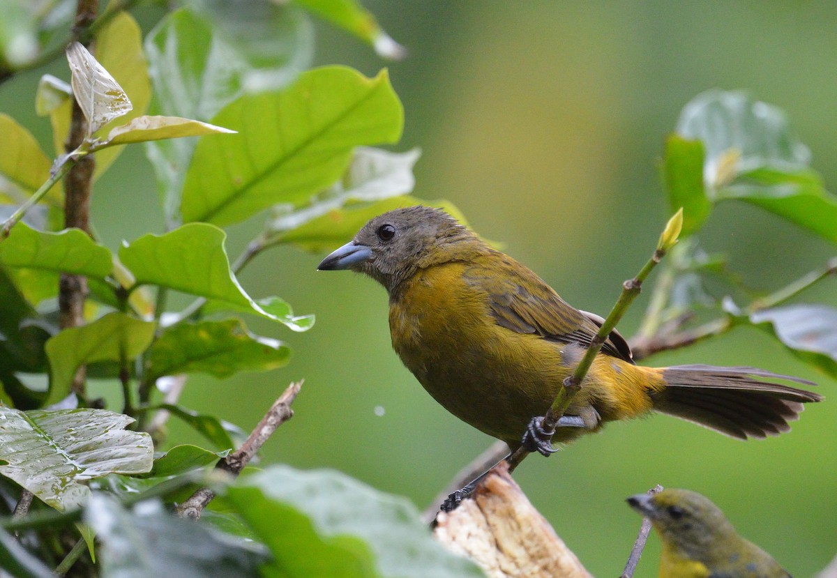 Scarlet-rumped Tanager - ML645563054