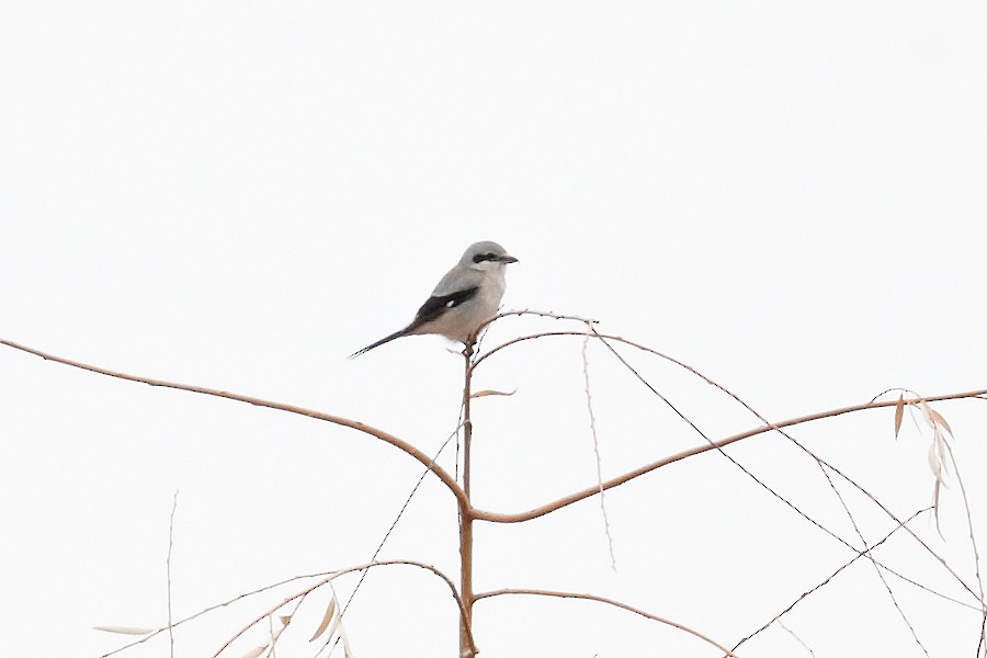Northern Shrike - ML645563056