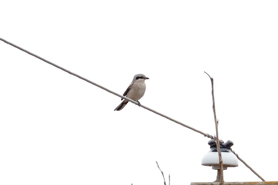 Northern Shrike - ML645563058