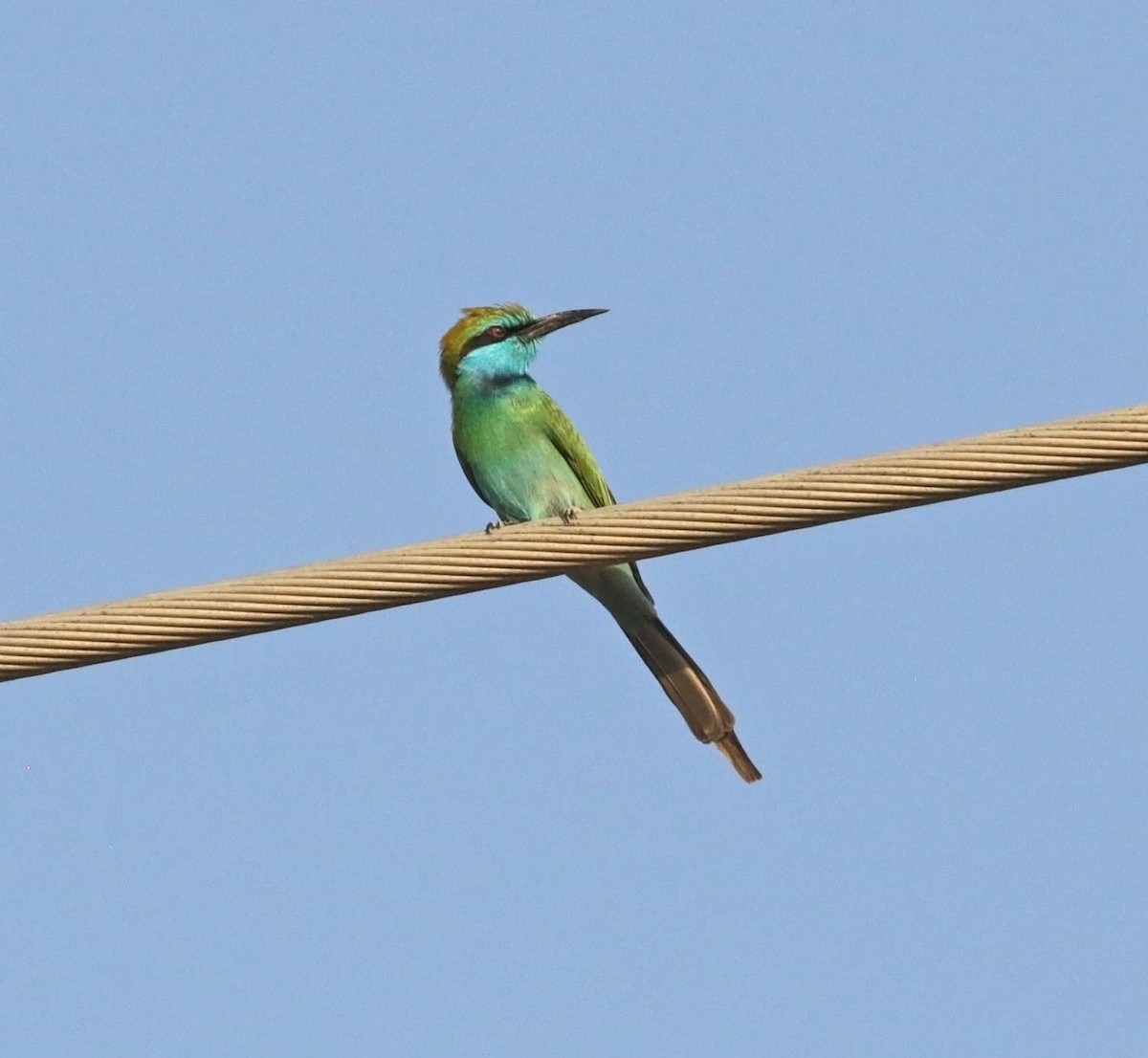 Erle-txori berde arabiarra - ML645563059