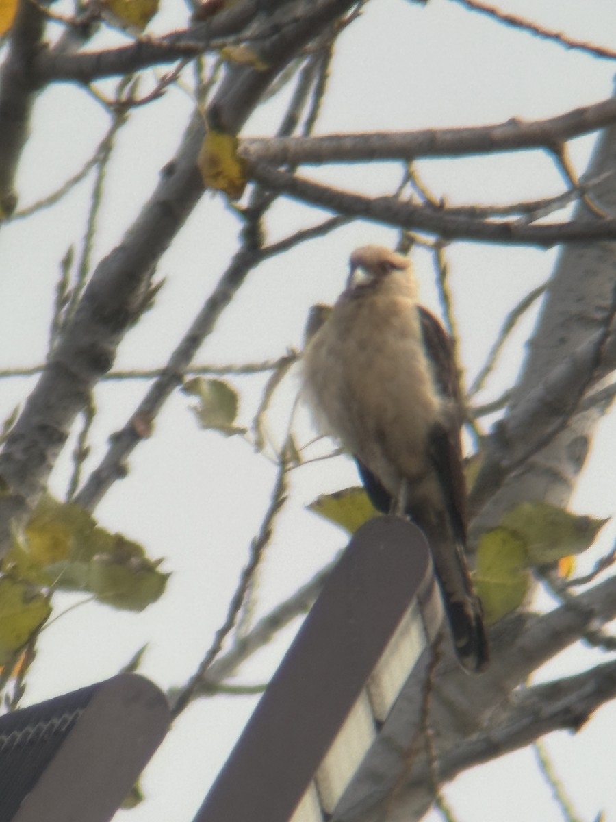 Yellow-headed Caracara - ML645563102