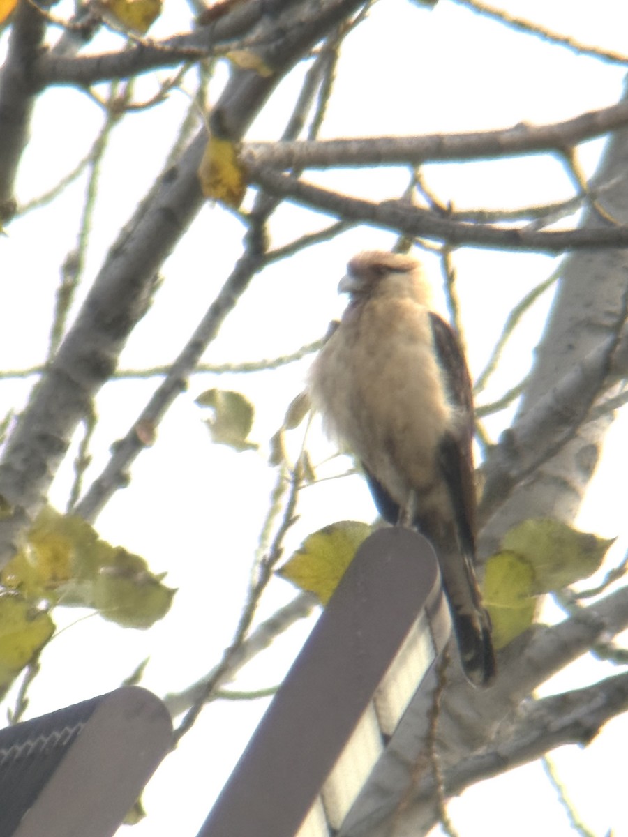 Yellow-headed Caracara - ML645563103