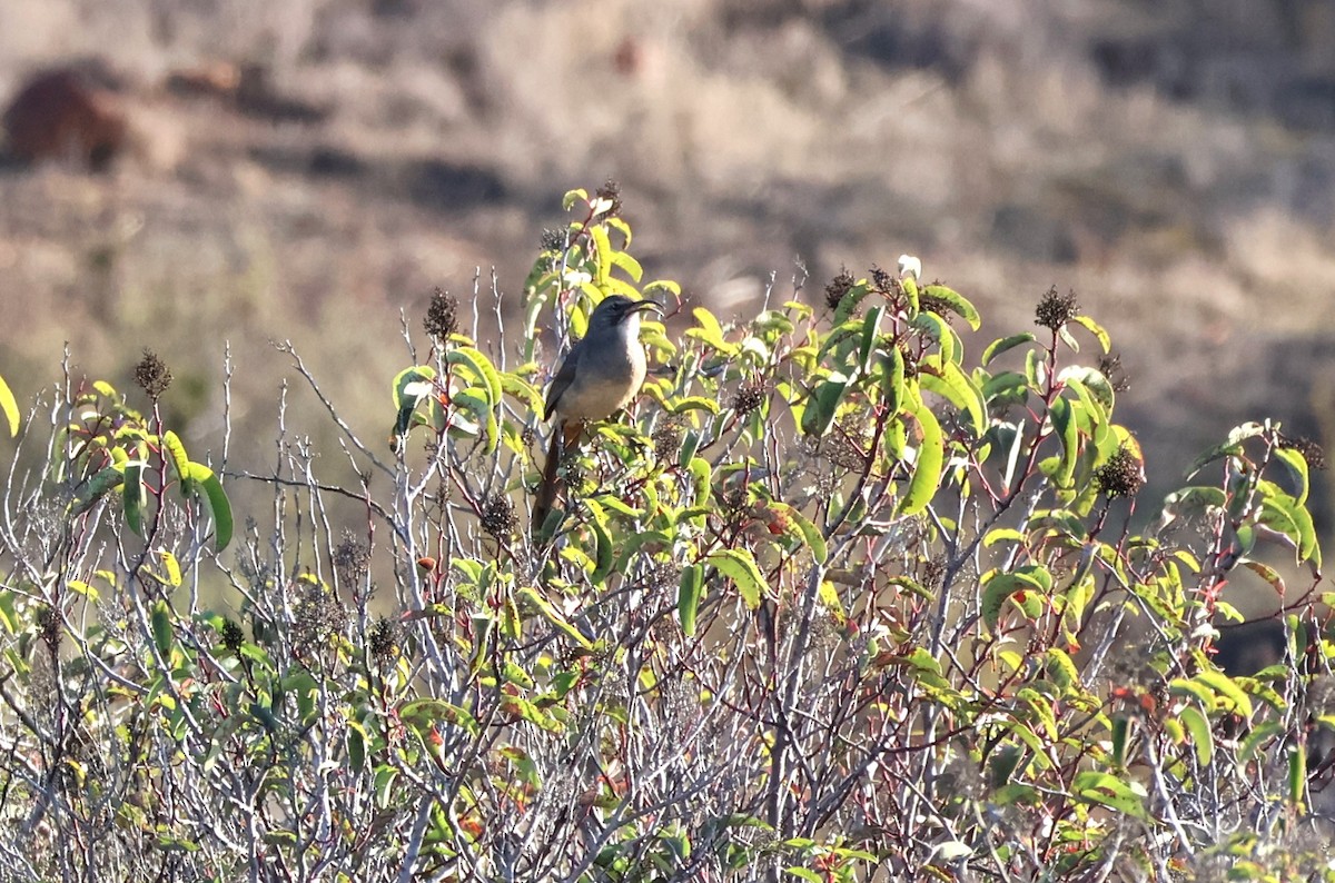California Thrasher - ML645563108