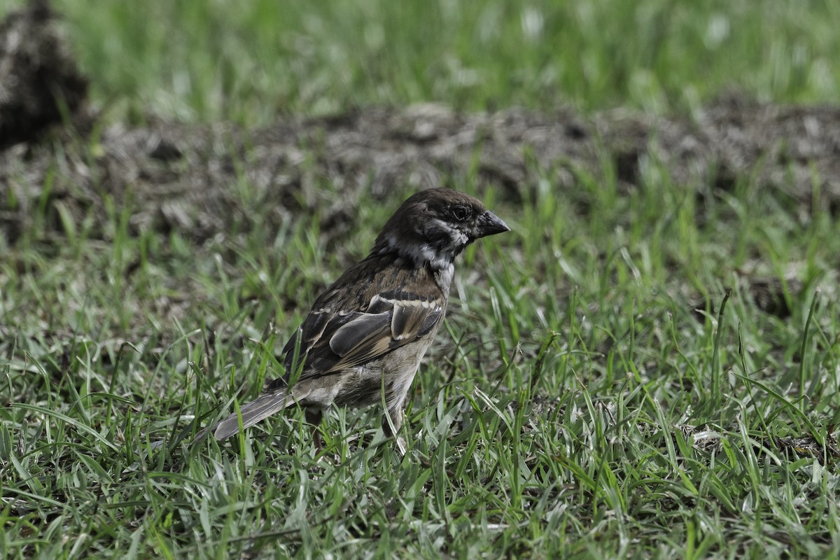 Gorrión Molinero - ML645563112