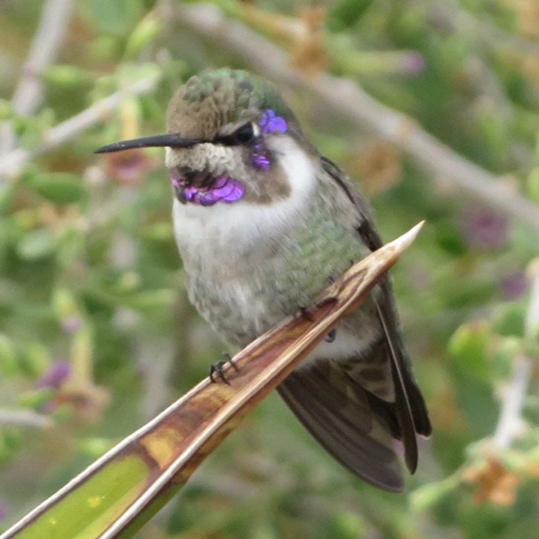 Costa's Hummingbird - ML645563116