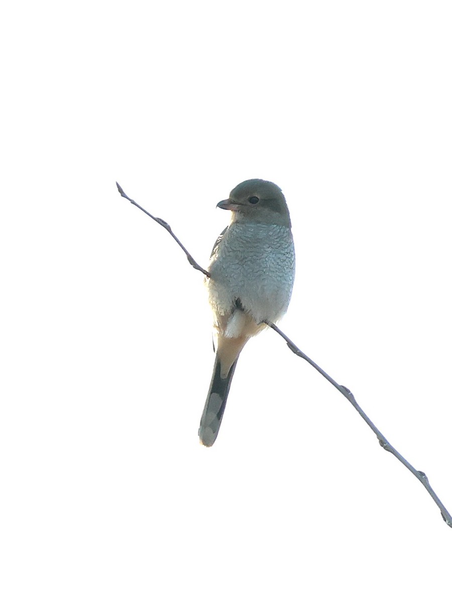Northern Shrike - ML645563130