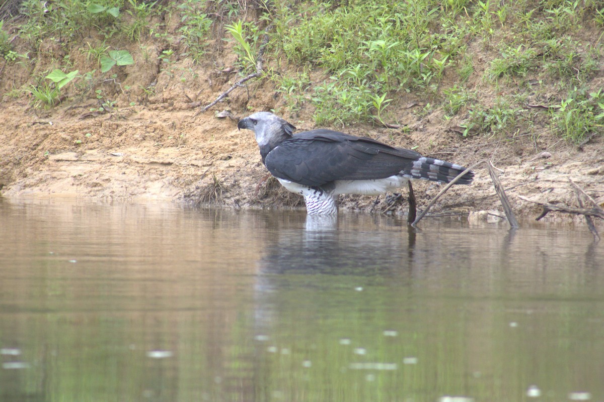 Harpy Eagle - ML645563133