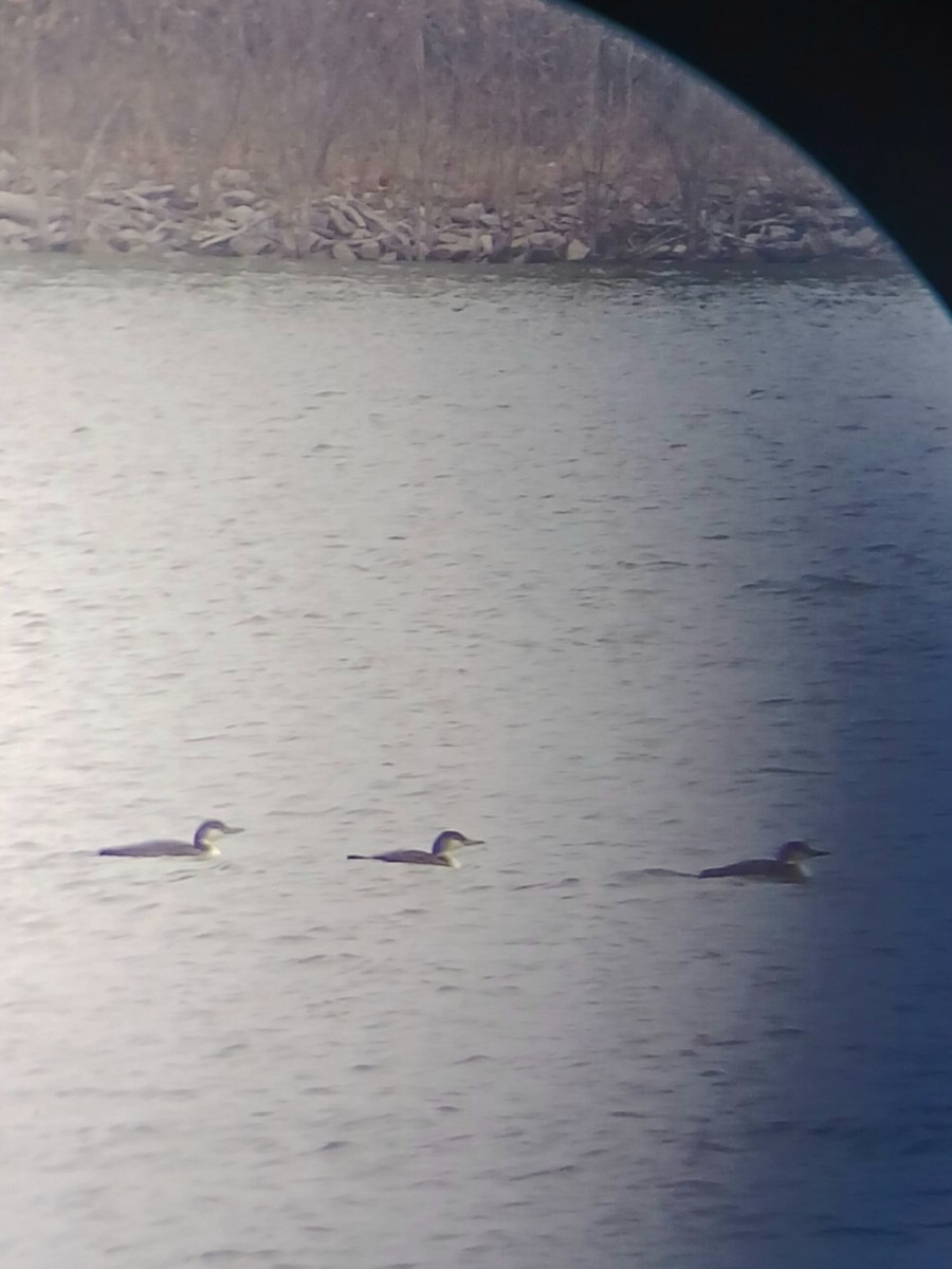 Common Loon - ML645563141