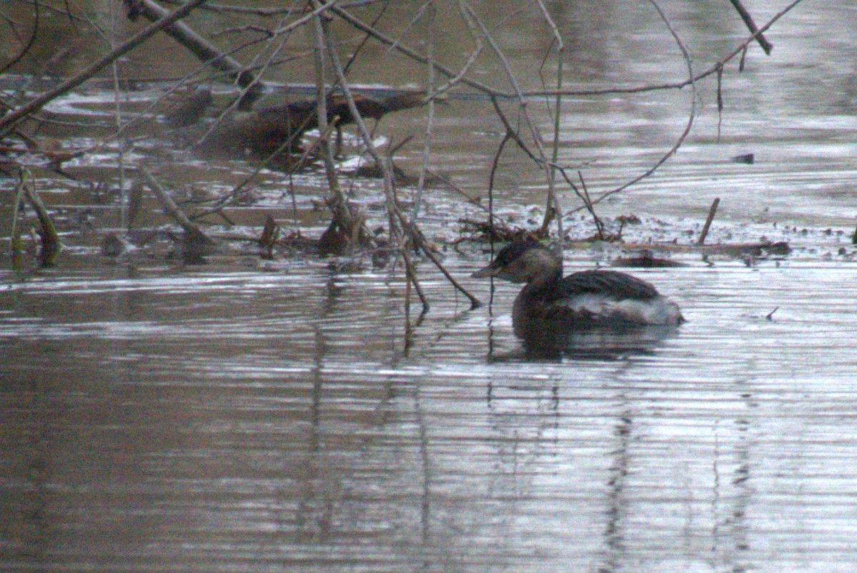 Little Grebe - ML645563146