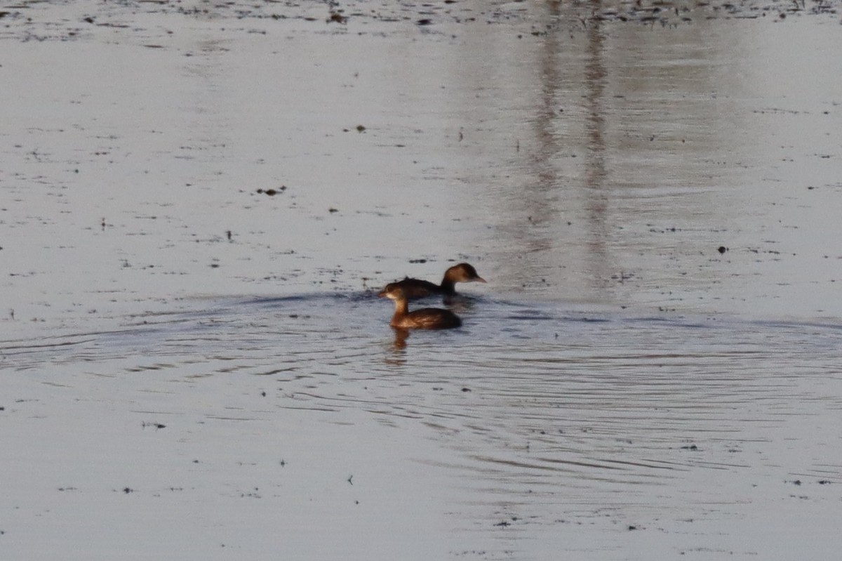 Little Grebe - ML645563150