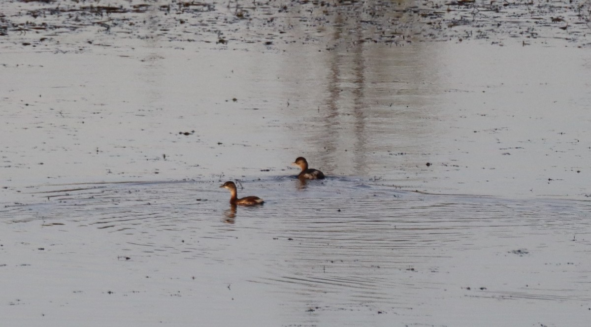 Little Grebe - ML645563151