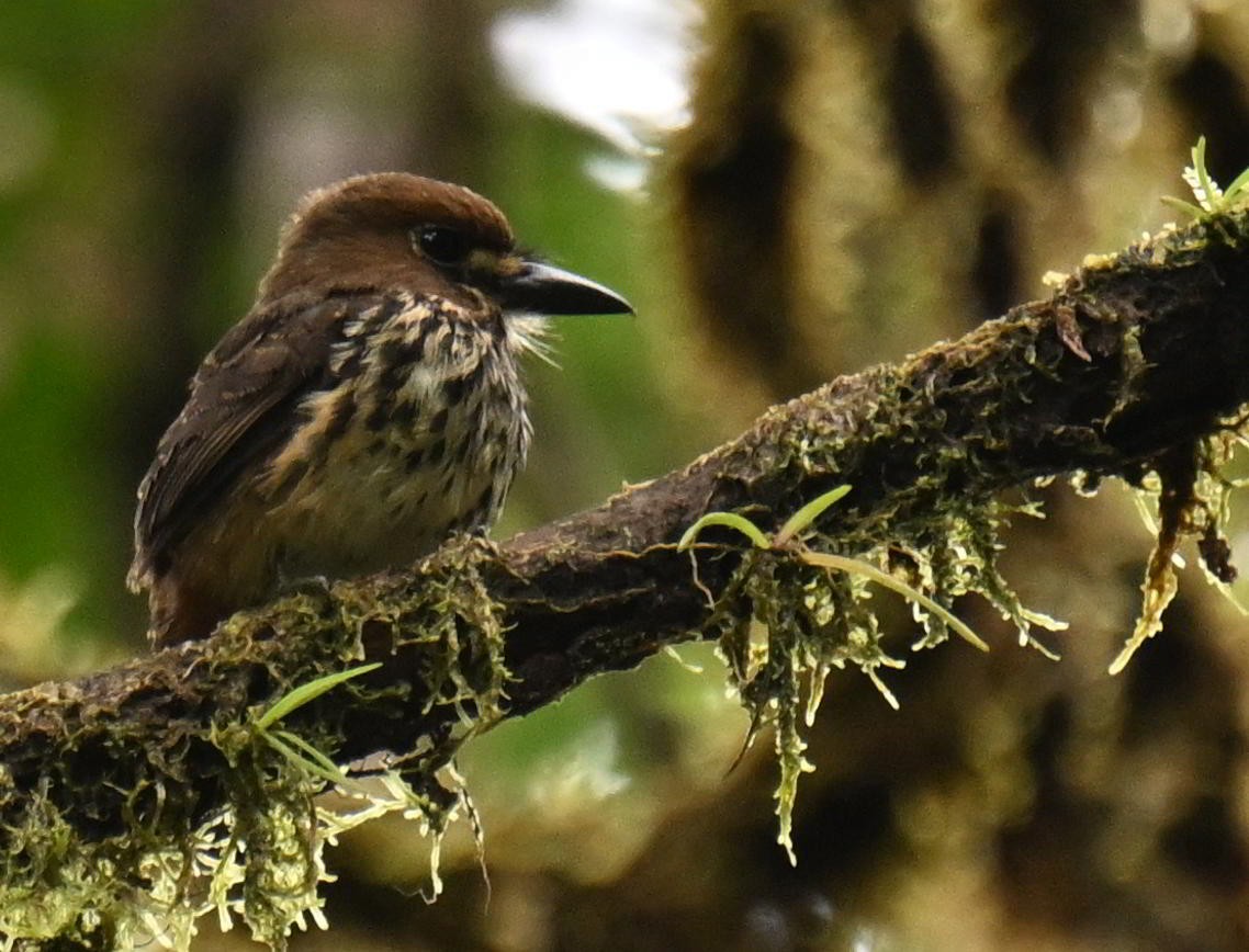 Lanceolated Monklet - ML645563159