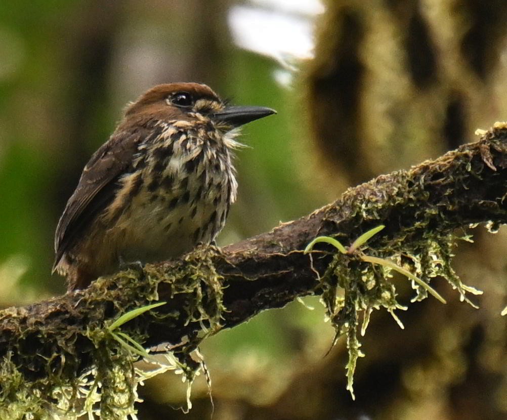 Lanceolated Monklet - ML645563164