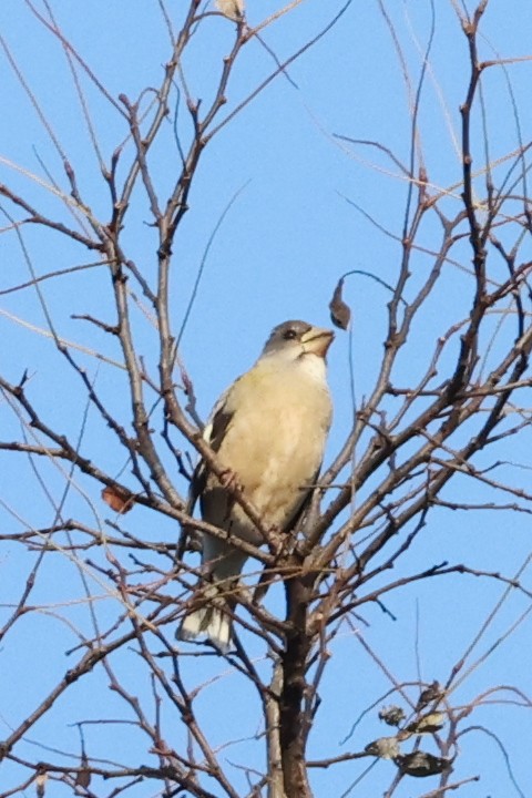 Evening Grosbeak - ML645563167
