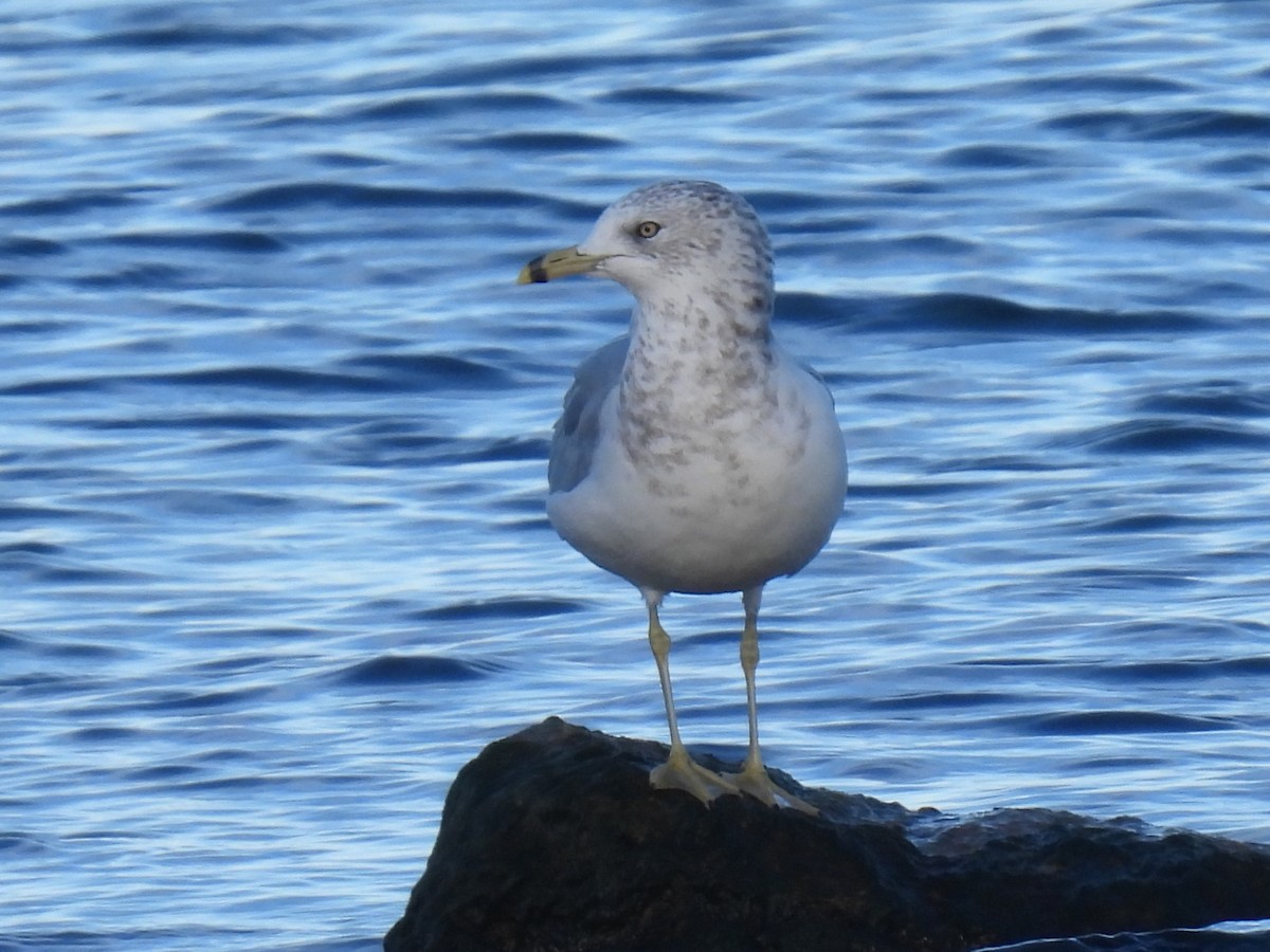 Ring-billed Gull - ML645563168